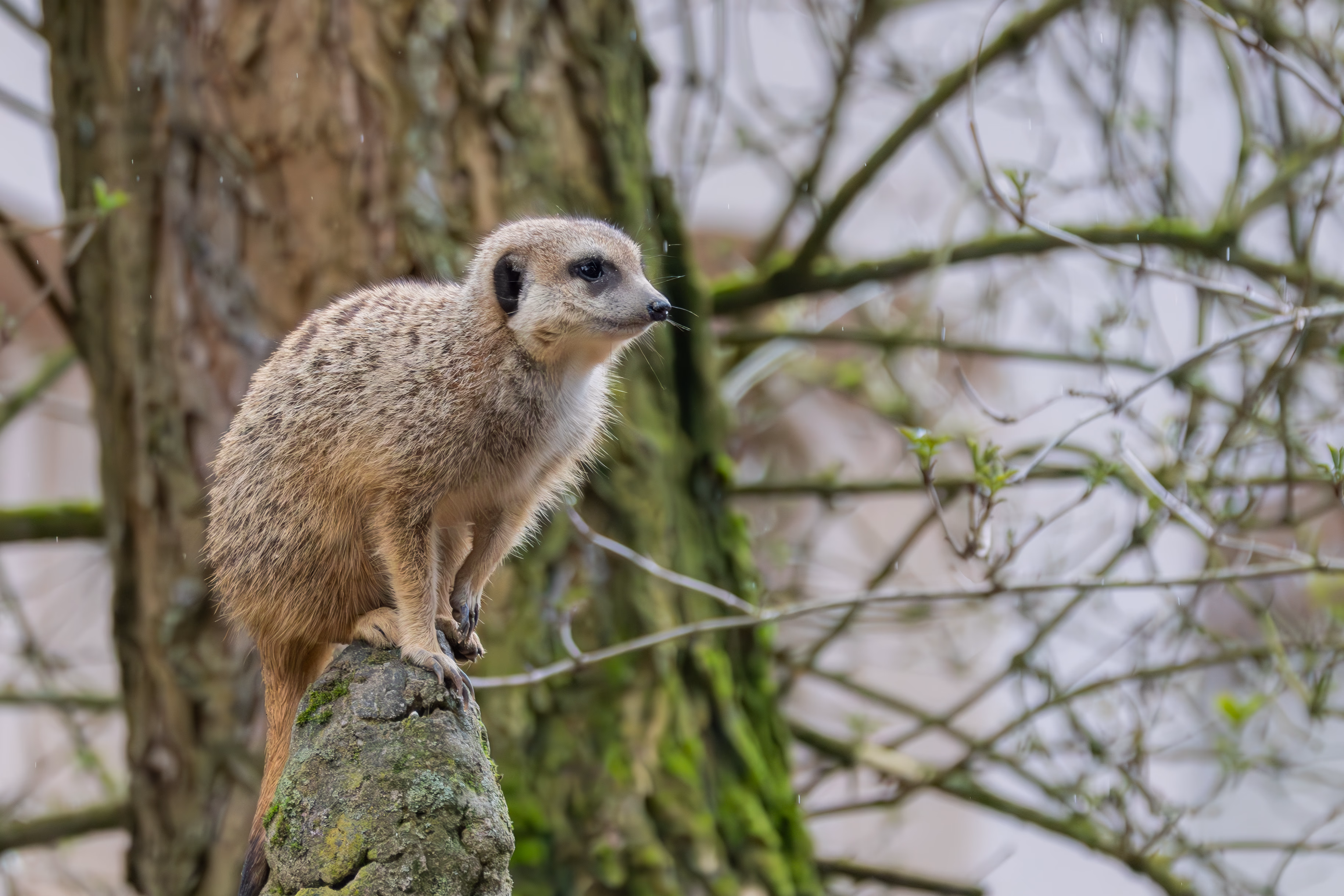 photographie prise au zoo de Mulhouse